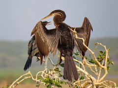 Oriental Darter photo 5