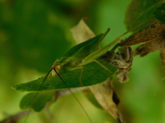 Oecanthus varicornis