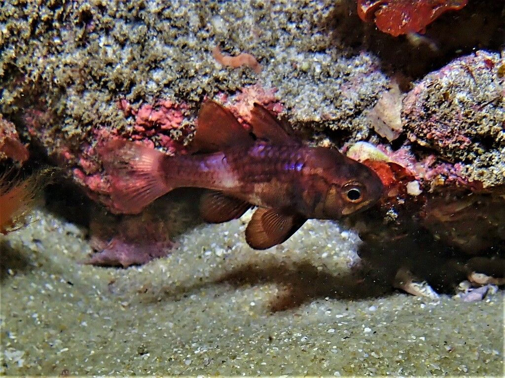 Roodbruine kardinaalbaars (Vincentia badia) — Apogonidae