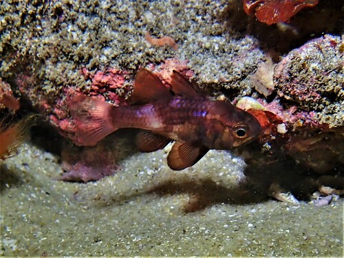 Eastern gobbleguts (Vincentia badia) — Apogonidae