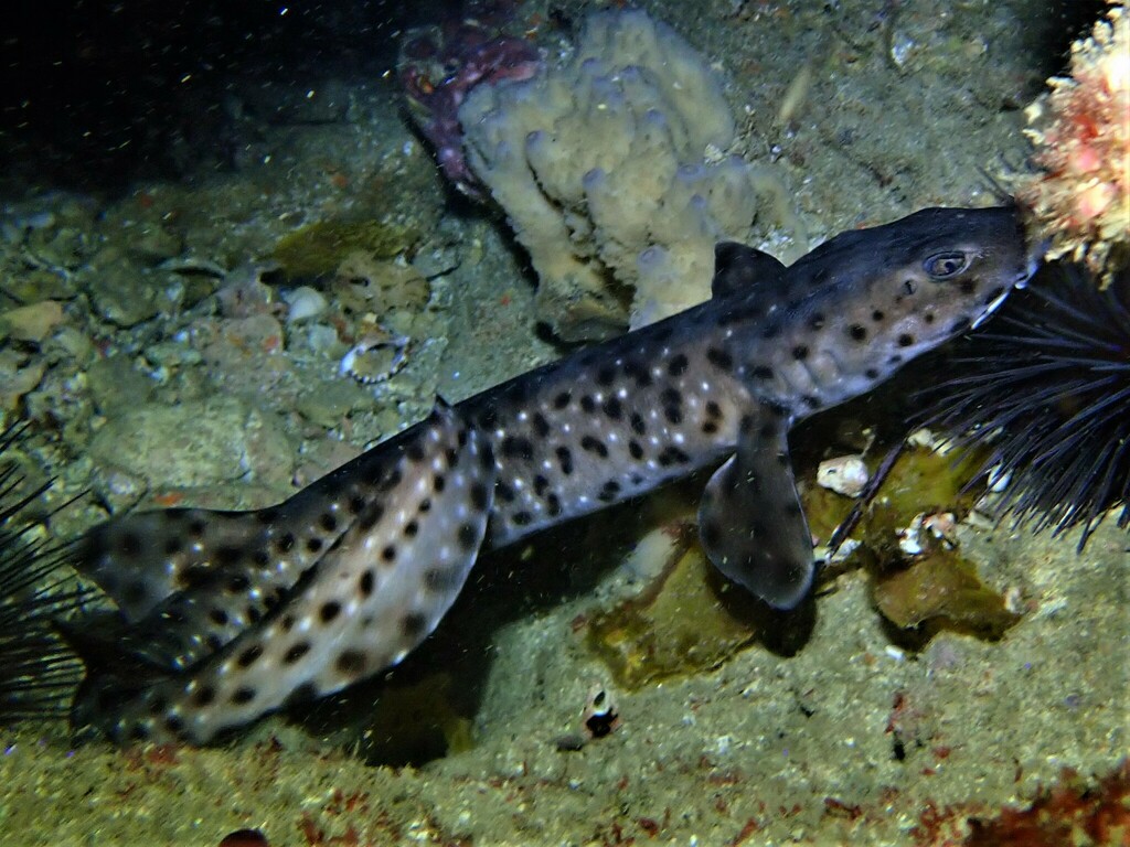 Blackspotted Catshark from South Cottesloe Sponge Gardens, Perth WA