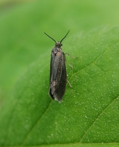 Lypusa maurella