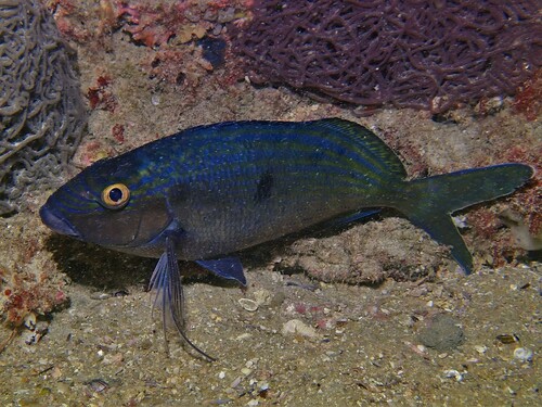 Blue morwong (Nemadactylus valenciennesi) — Cheilodactylidae — 3