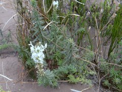 Dischisma ciliatum erinoides