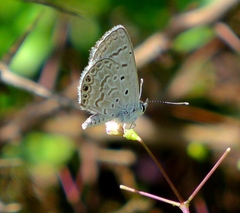 Hemiargus ramon