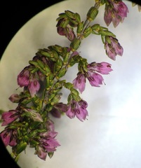 Erica argentea argentea