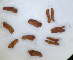 Erica argentea argentea