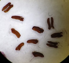 Erica argentea argentea