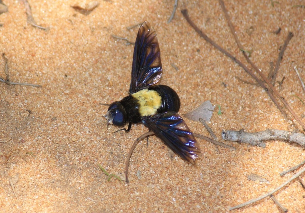 Marleyimyia