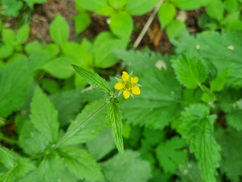 Geltonoji žiognagė