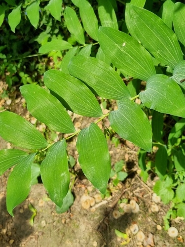 Daugiažiedė baltašaknė