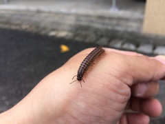 Chamberlinius hualienensis