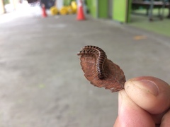 Chamberlinius hualienensis