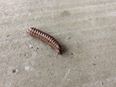 Chamberlinius hualienensis