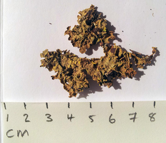 Podostictina jamesii