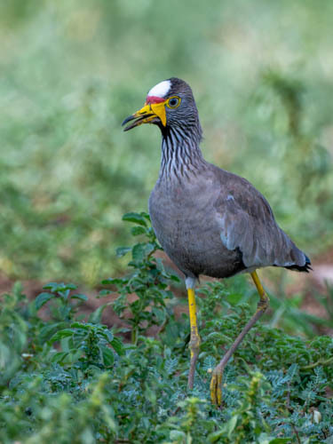 Wattled Lapwing