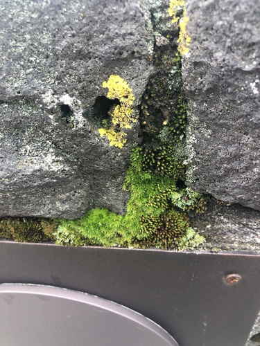 Mahovine (Bryophyta)