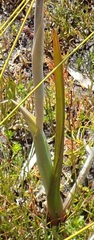 Thelymitra aristata