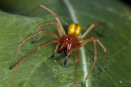 European Yellow Sac Spider