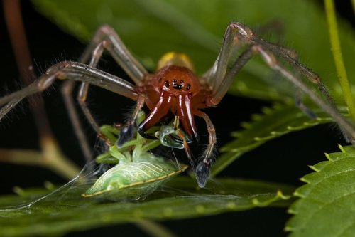 European Yellow Sac Spider