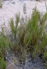 Tribolium hispidum