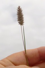 Tribolium hispidum