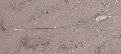 Tribolium hispidum