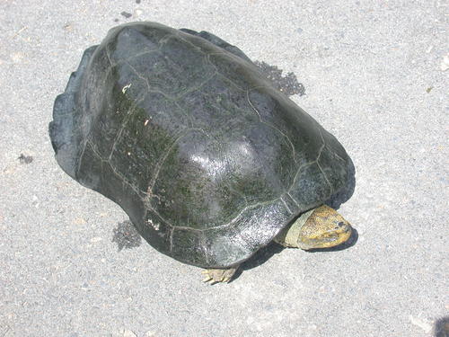 Heosemys annandalii