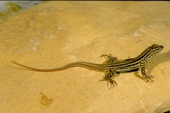Acanthodactylus erythrurus