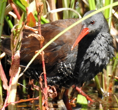 Rallus caerulescens