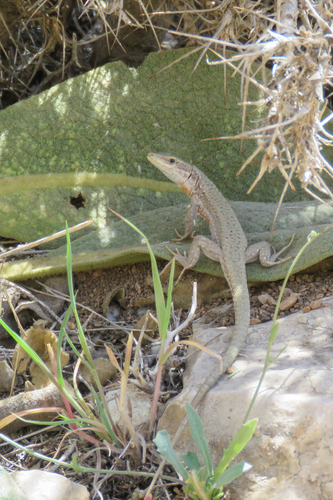 Alborz Lizard