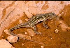 Acanthodactylus erythrurus atlanticus