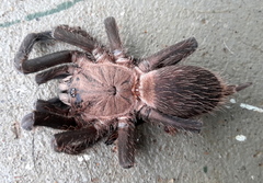 Chilobrachys stridulans