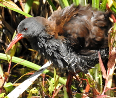 Rallus caerulescens