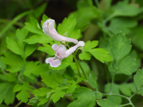 Corydalis edulis