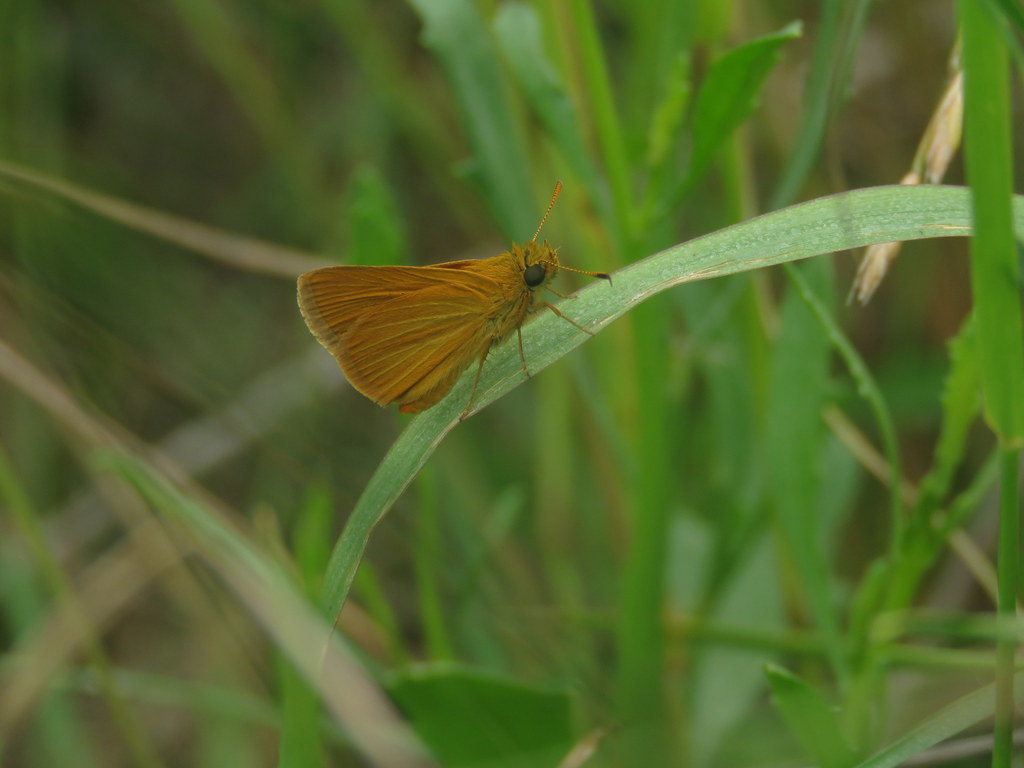 Corticea immocerinus