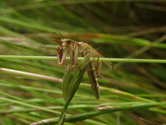 Paramantispa prolixa