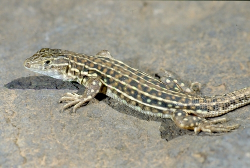 Spiny-footed Lizard, Azrou / Morocco, photo 9 of 10