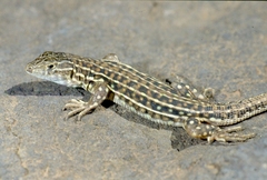 Acanthodactylus erythrurus atlanticus