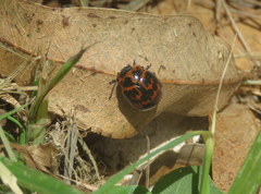 Platyphora congregata