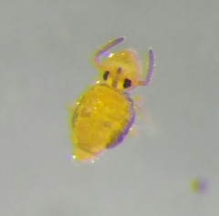 Sminthurinus aureus