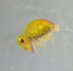 Sminthurinus aureus