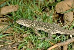 Acanthodactylus erythrurus atlanticus