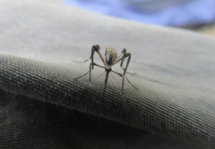 Psorophora holmbergi