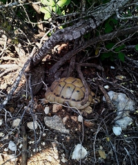 Testudo graeca terrestris