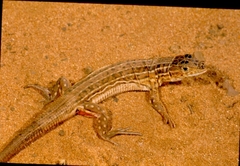 Acanthodactylus erythrurus lineomaculatus