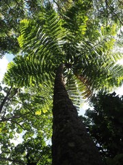 Sphaeropteris intermedia