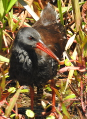 Rallus caerulescens