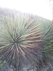 Agave striata