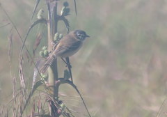 Polystictus pectoralis